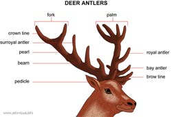 antler