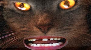 attack-cat